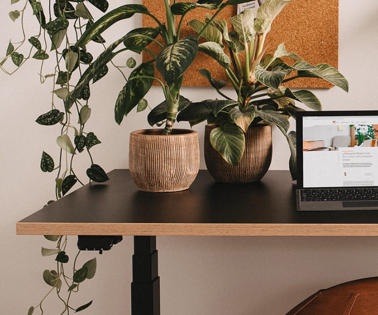 Nahaufnahme eines höhenverstellbaren Schreibtisches mit schwarzer Oberfläche und Holzrand. Auf dem Tisch stehen zwei Topfpflanzen mit grünen Blättern und ein aufgeklappter Laptop. Im Hintergrund ist eine Pinnwand zu sehen, und an der Wand hängen rankende